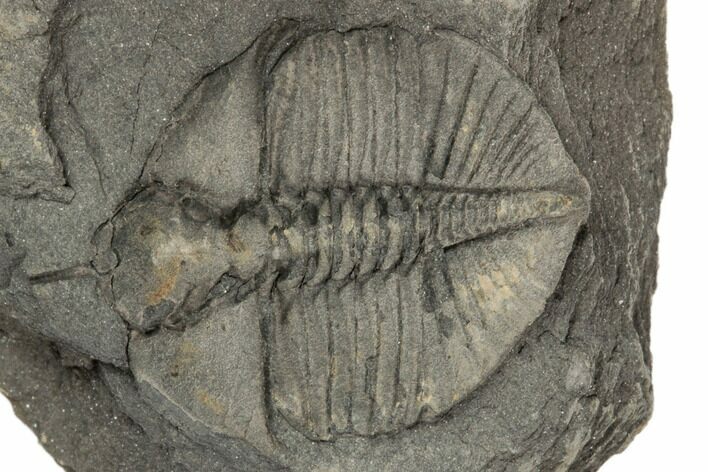 Cnemidopyge Nuda Trilobite - Builth Wells, Powys, Wales #196663